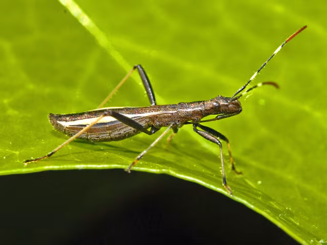 Micrelytra fossularum