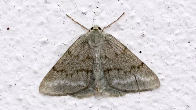 Pseudoterpna coronillaria