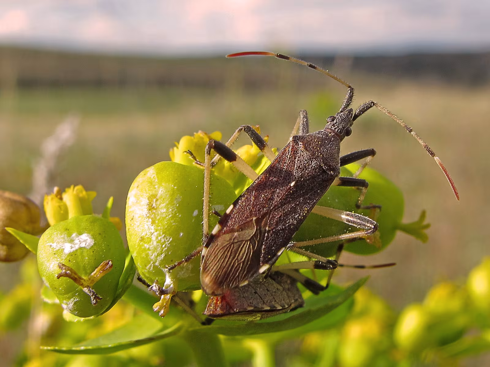 Dicranocephalus albipes