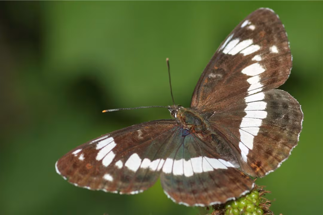 Eurasian White Admiral