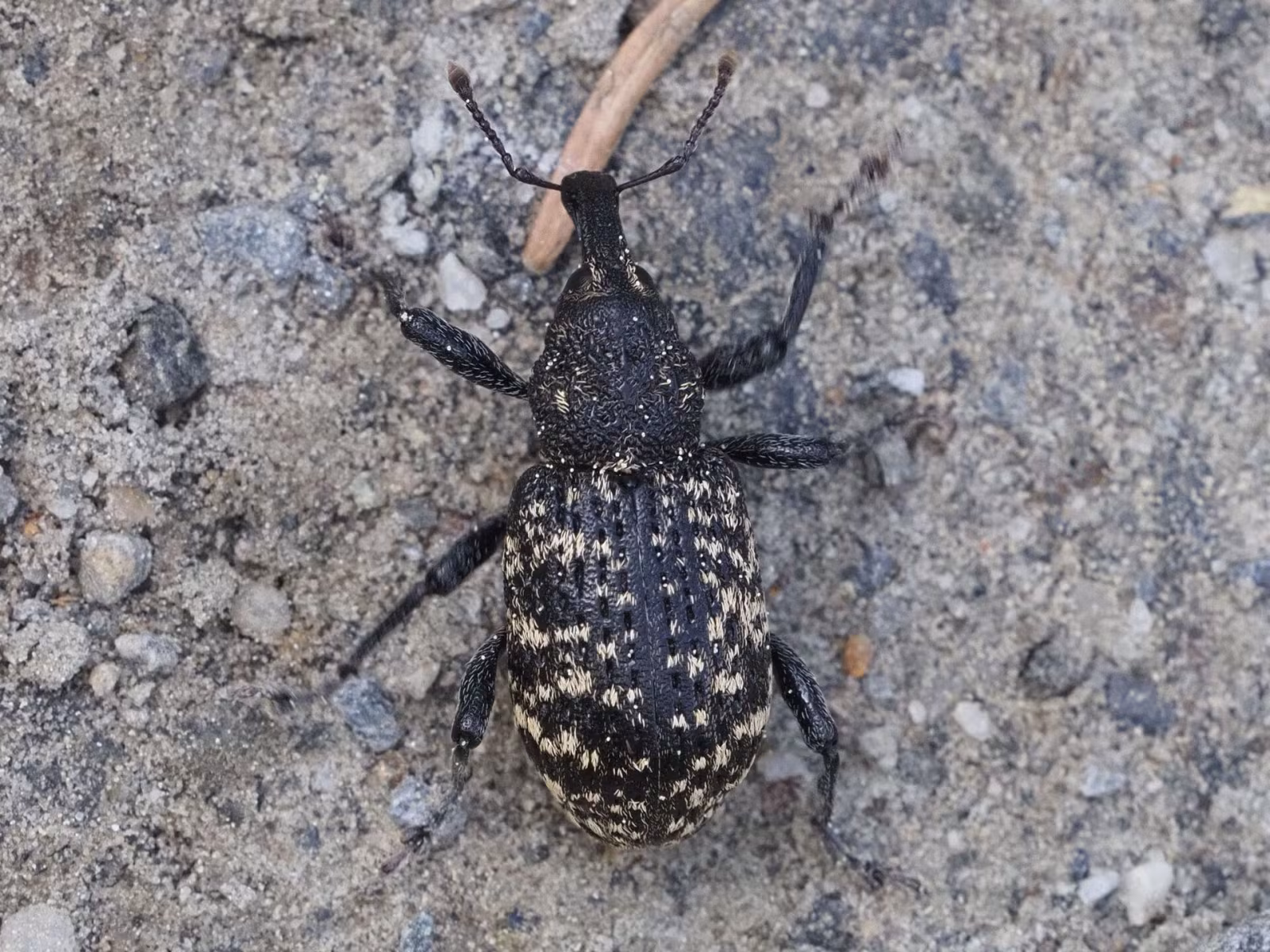Hylobius excavatus
