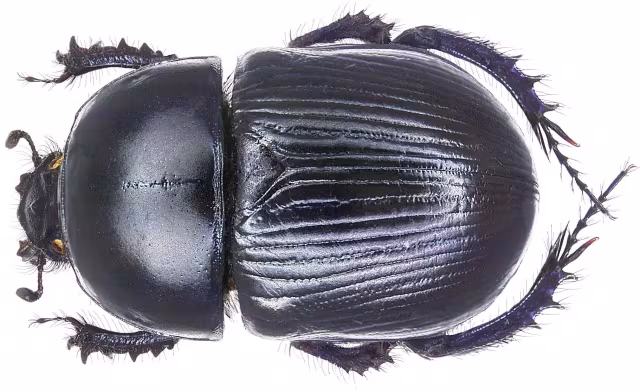 Geotrupes spiniger