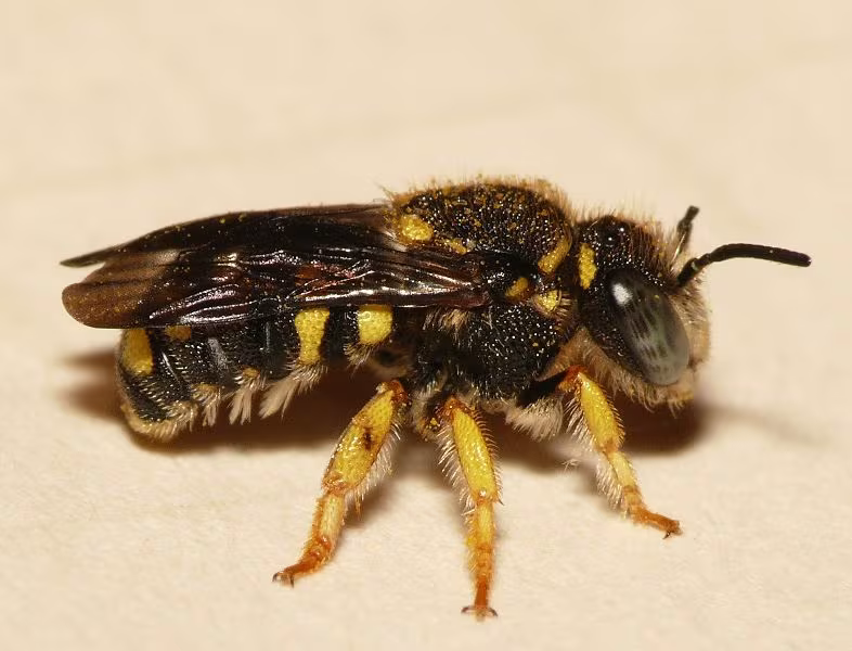 Anthidiellum strigatum