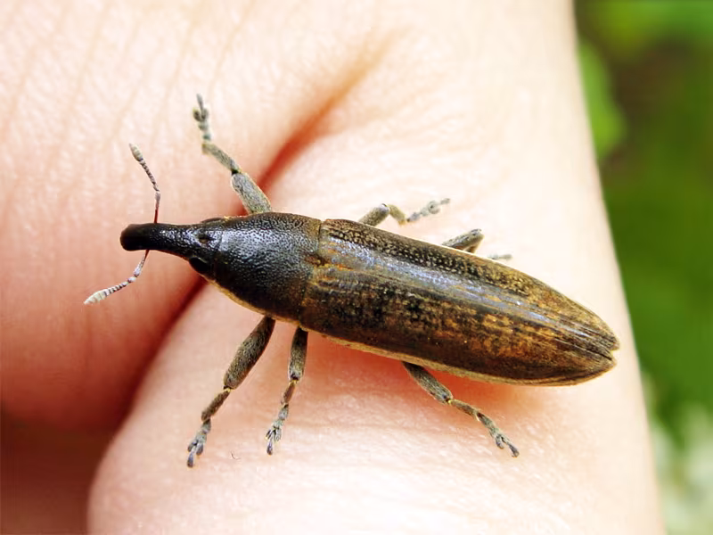 Lixus juncii