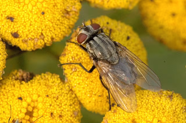 Musca autumnalis