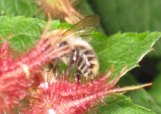 Brown-banded Carder-Bumble bee