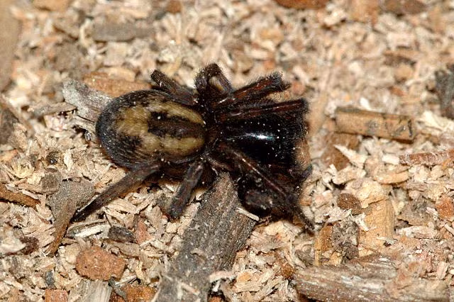 Amaurobius similis