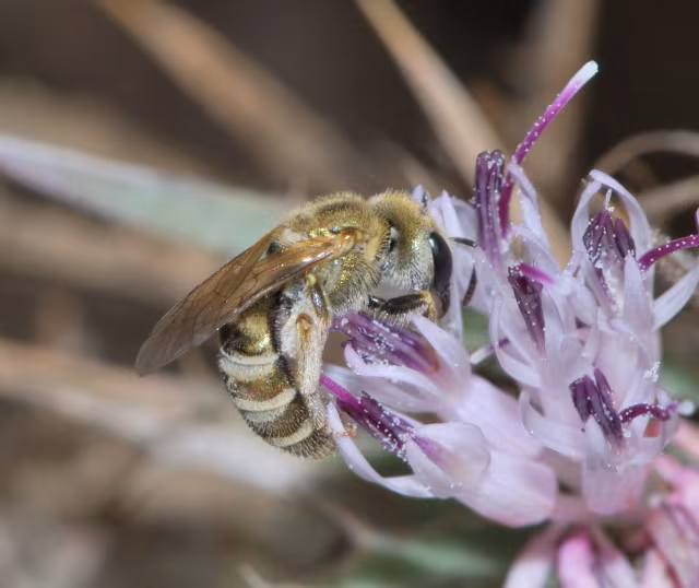 Halictus subauratus