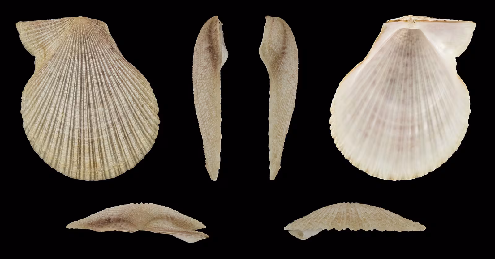 Pettine striato