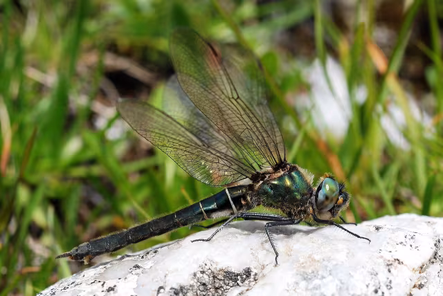 Smeralda alpina