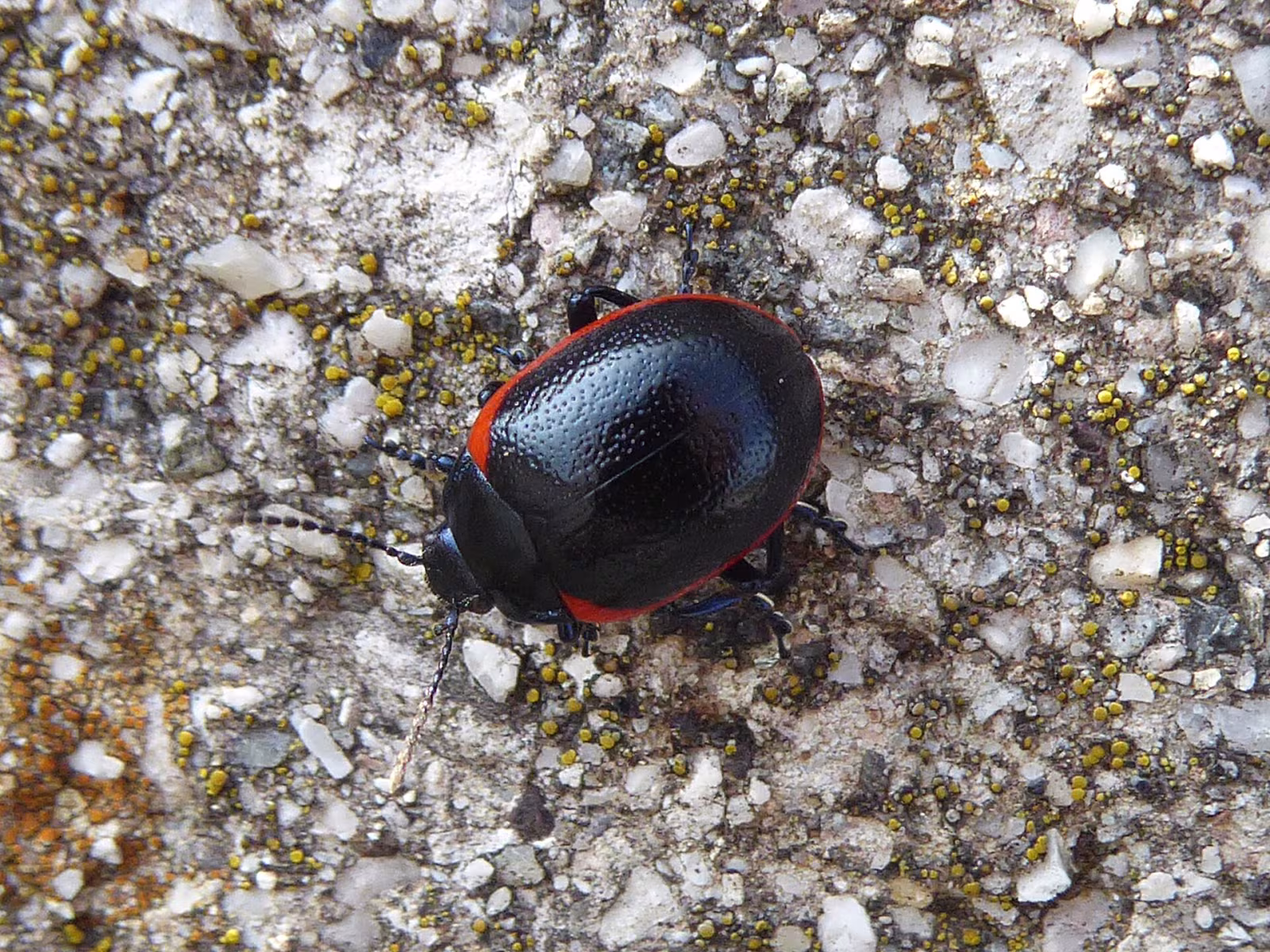 Chrysolina rossia