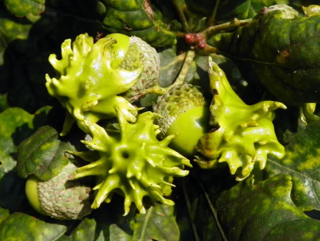 Andricus quercuscalicis