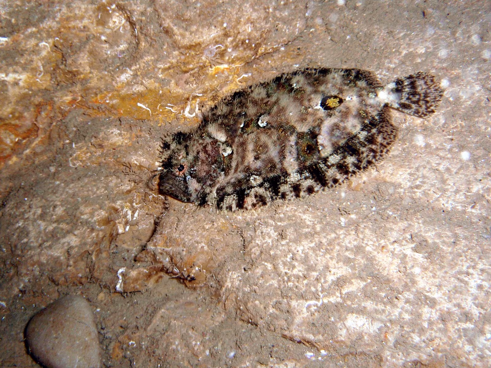 Rombo peloso
