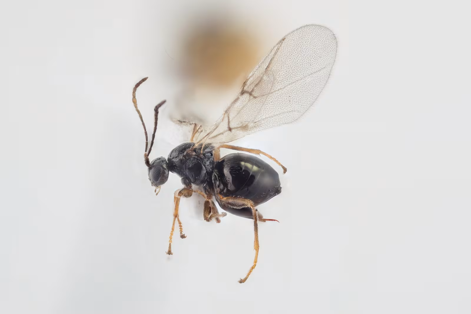 Neuroterus anthracinus