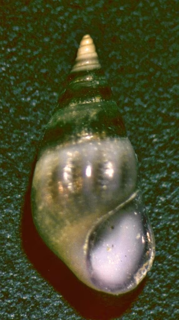 Spiralina violacea