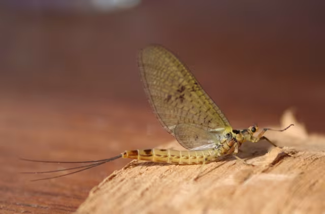 Ephemera danica