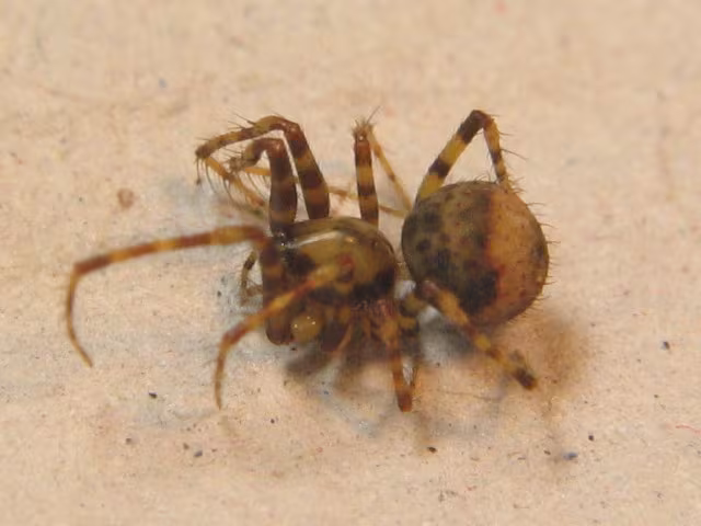 Ero furcata