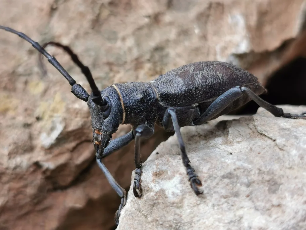 Morimus asper