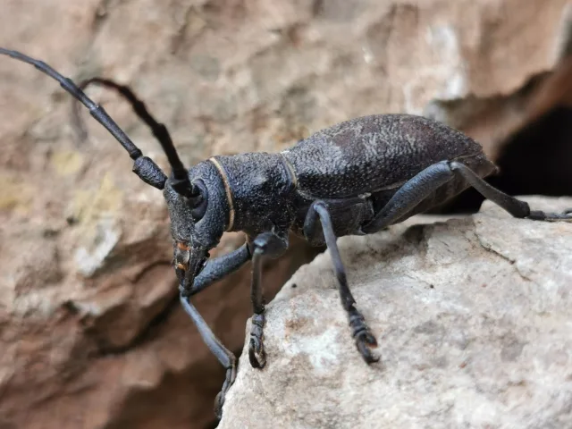 Morimus asper