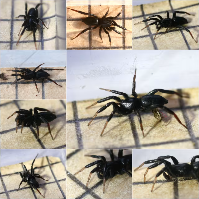 Drassyllus pusillus