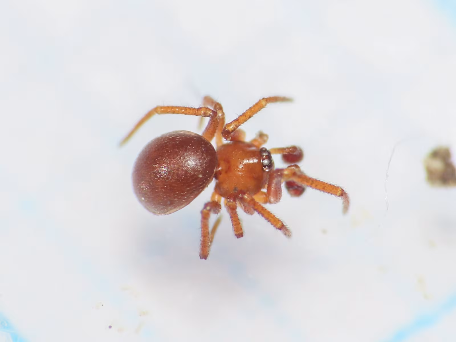 Pholcomma gibbum