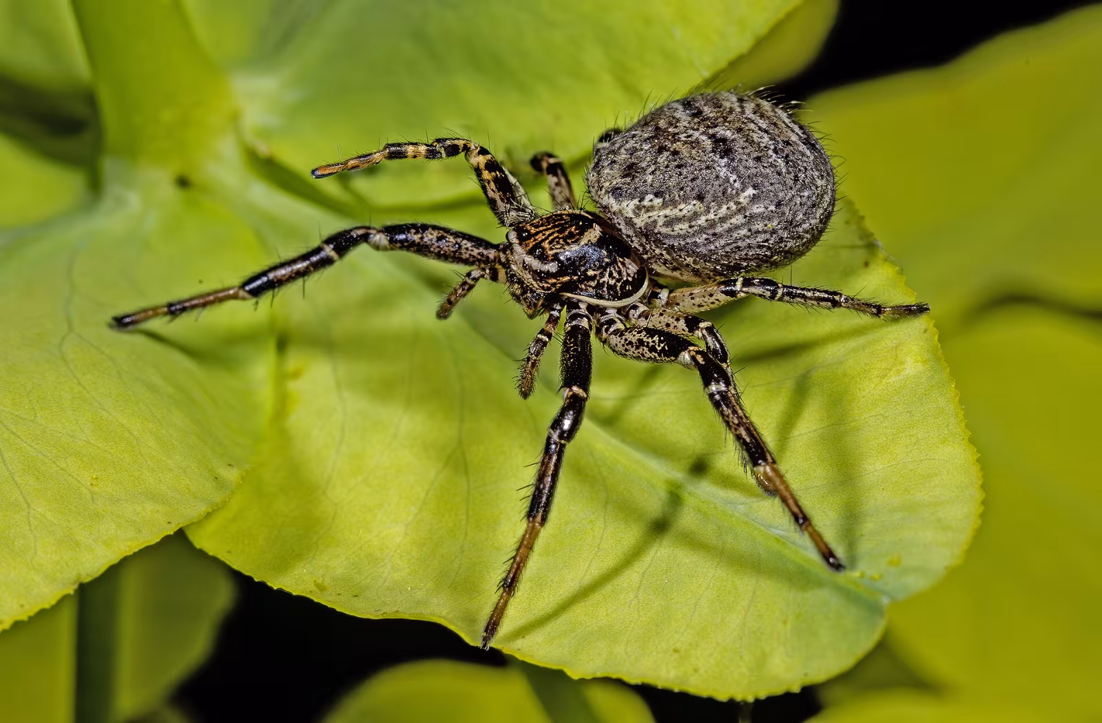 Xysticus audax