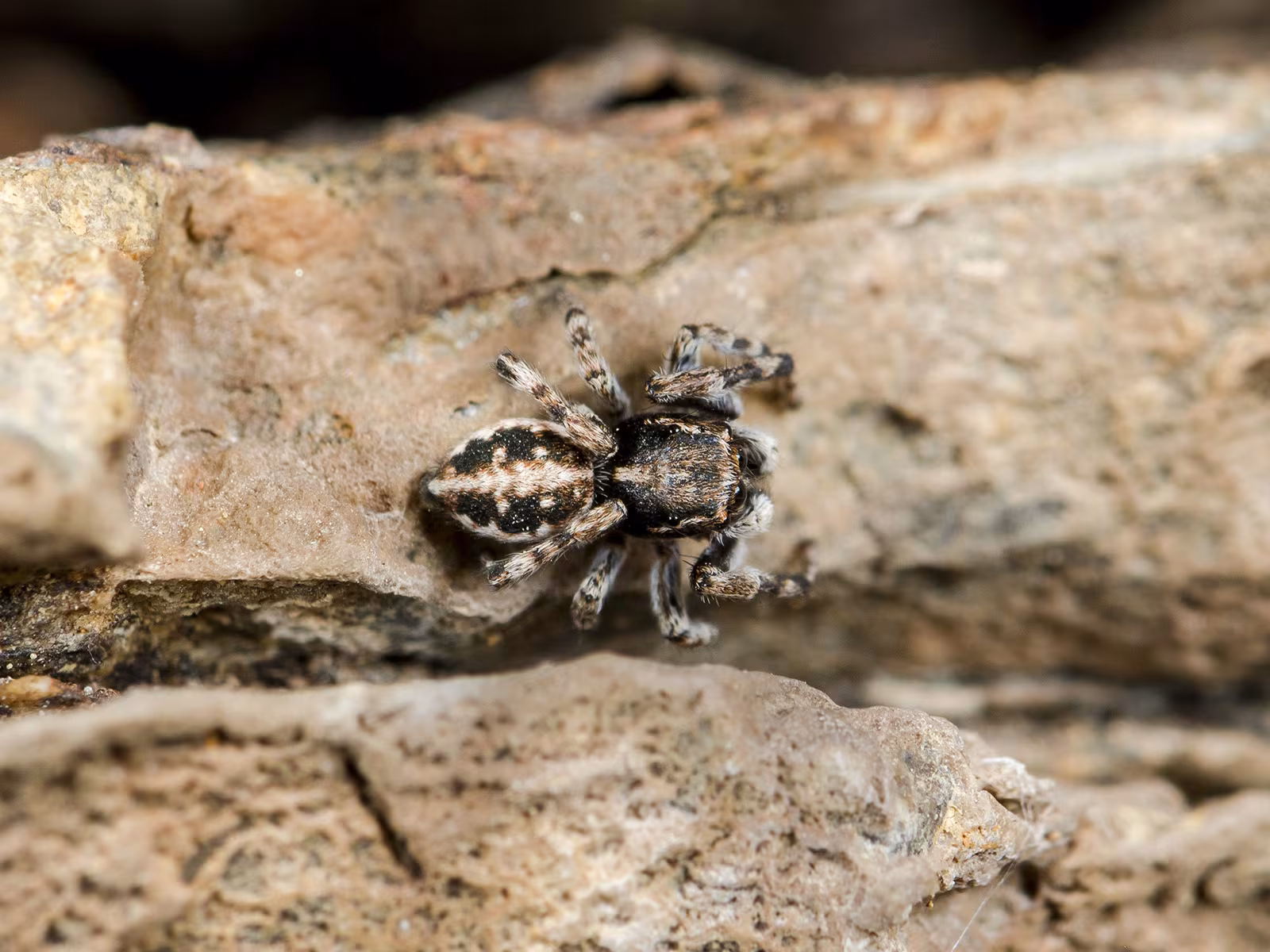 Attulus distinguendus
