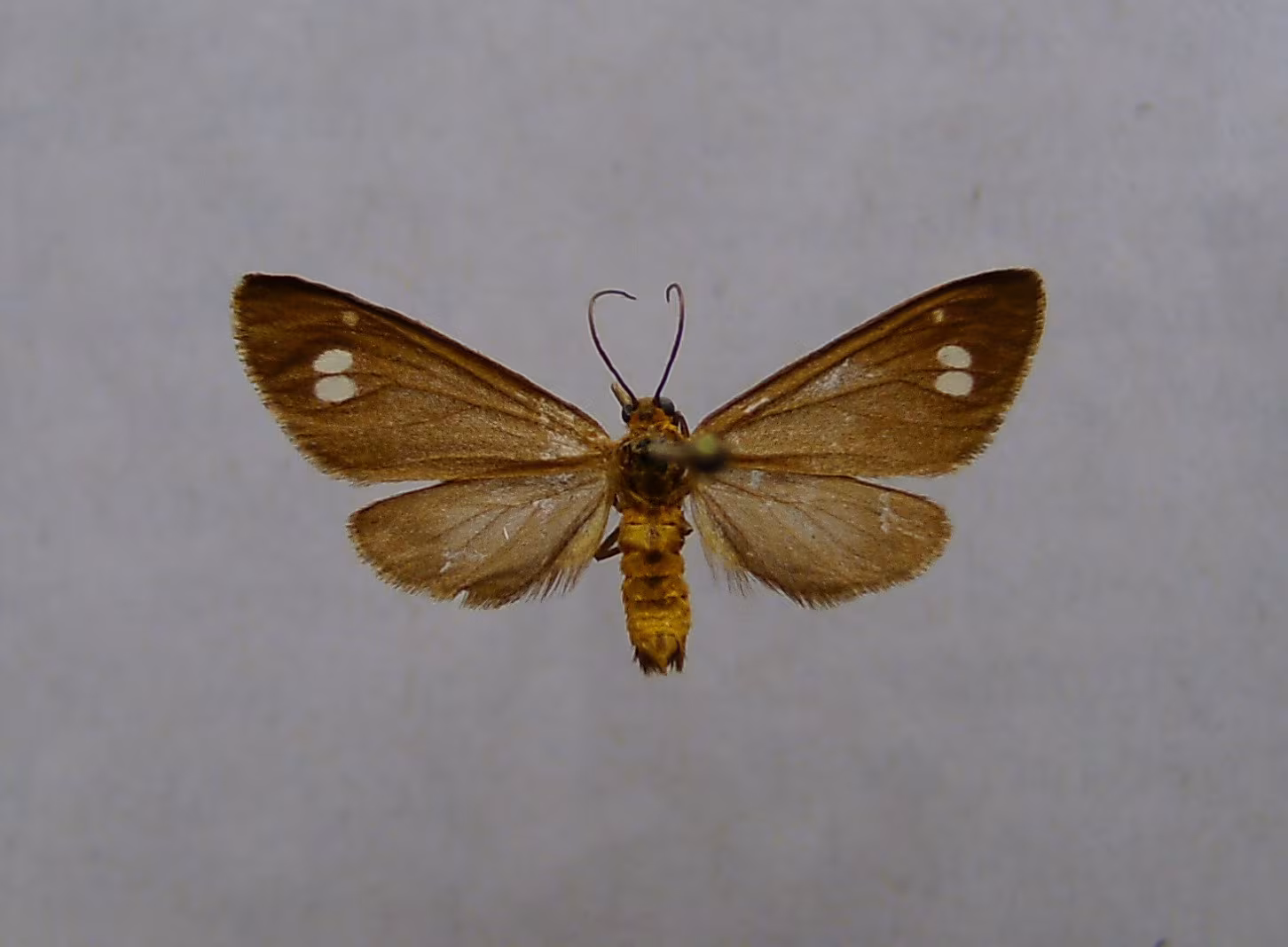 Dysauxes ancilla
