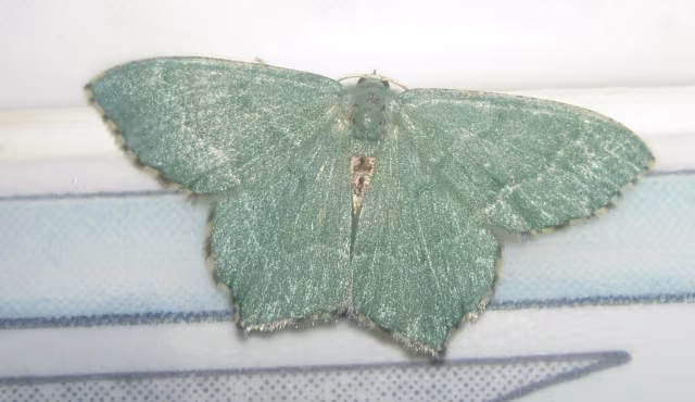 Hemithea aestivaria