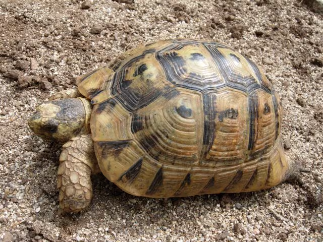 Testuggine moresca