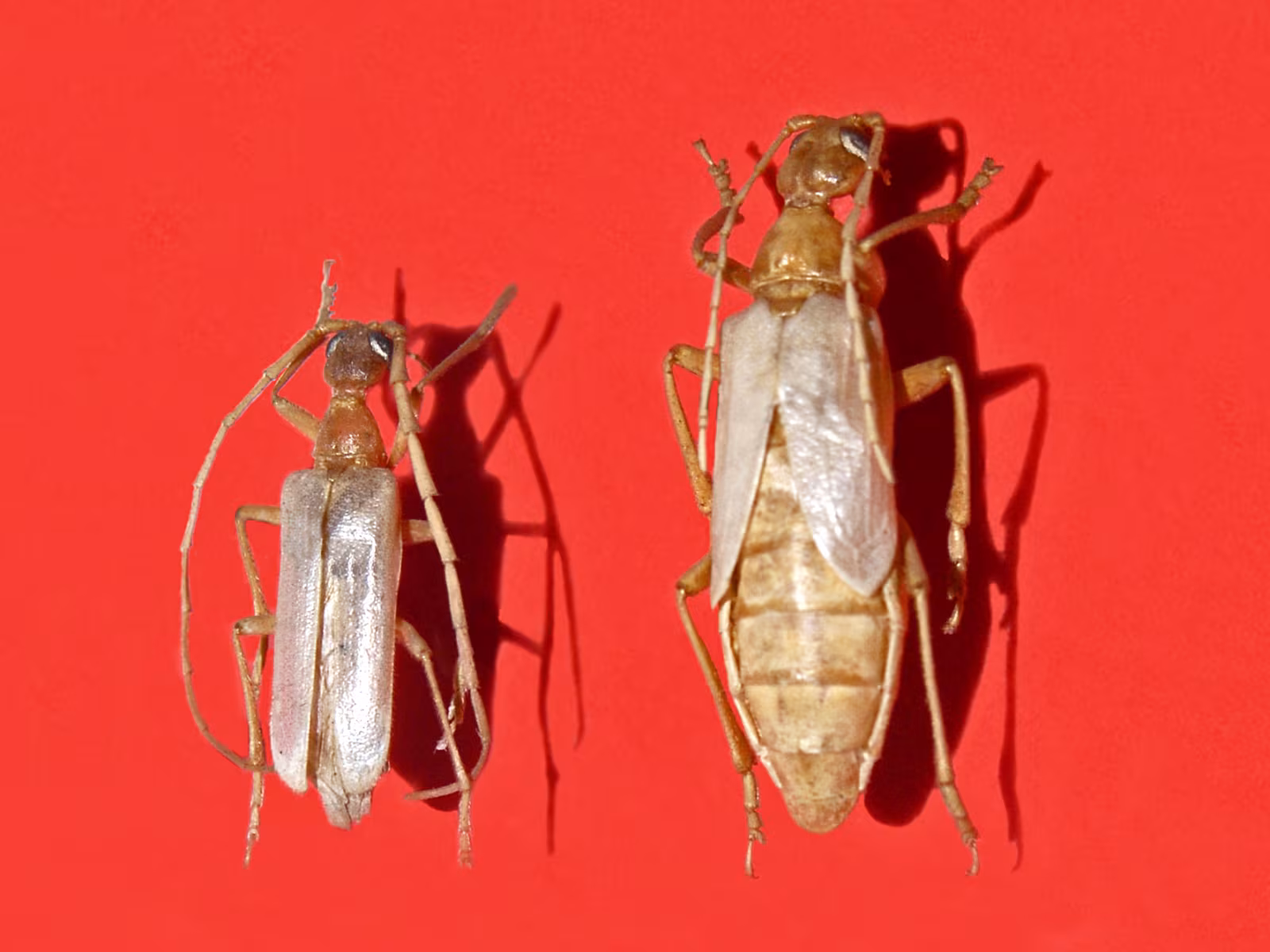 Vesperus luridus