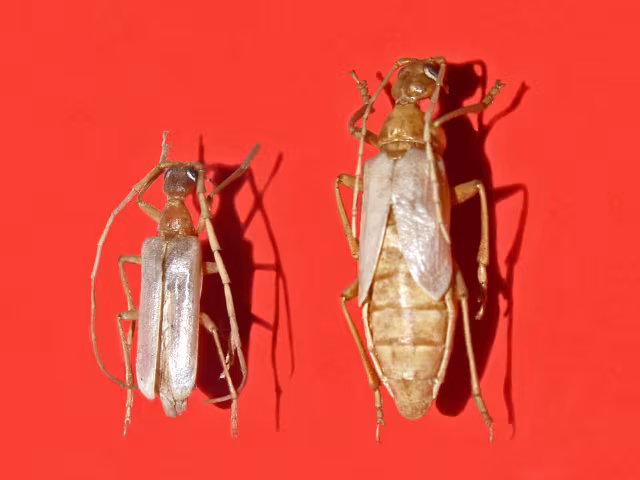 Vesperus luridus