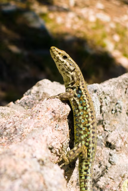 Lucertola tirrenica