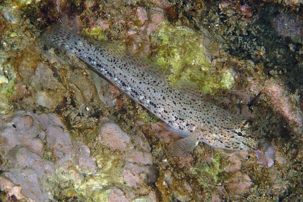 Ghiozzo di Bucchich