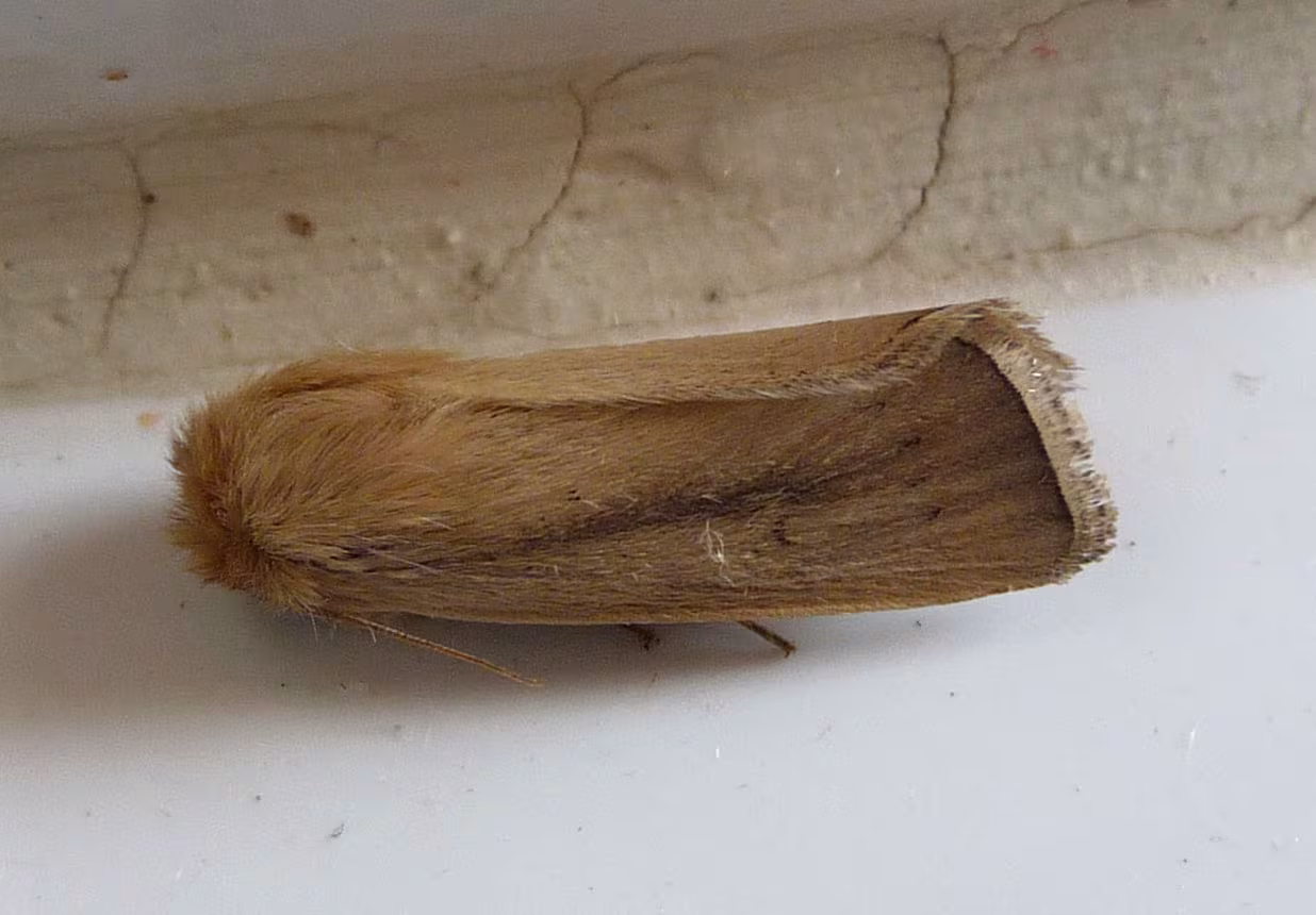 Sesamia nonagrioides