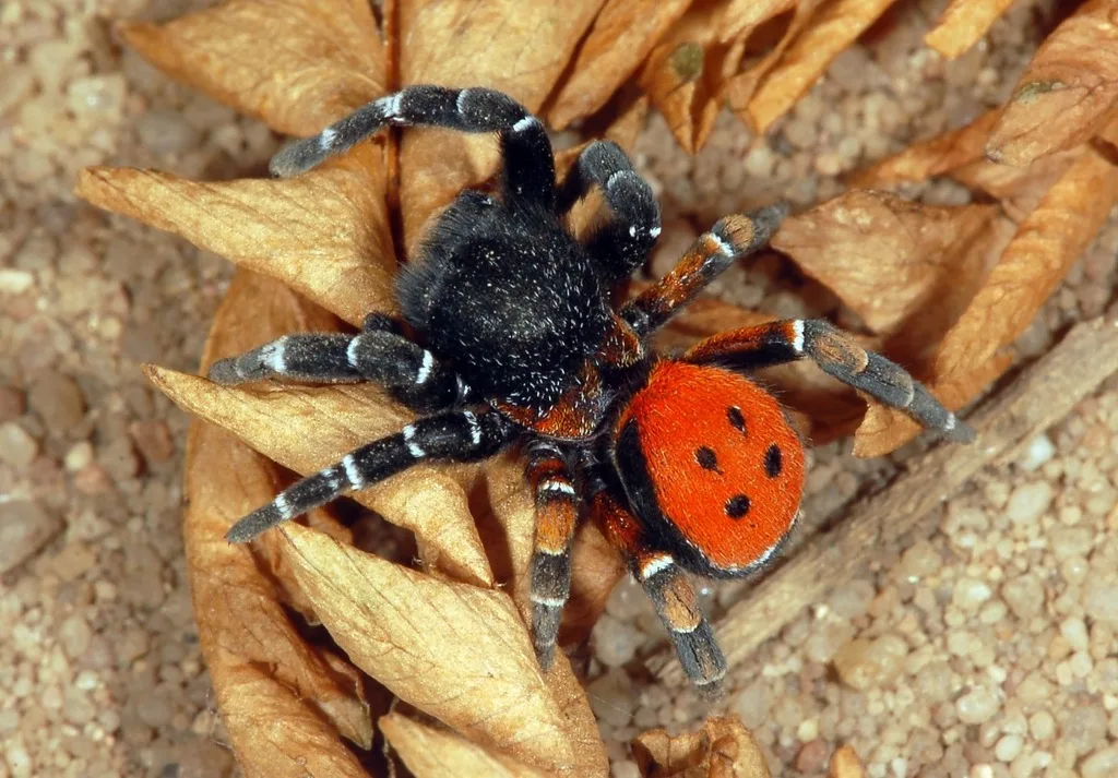 Ladybird Spider