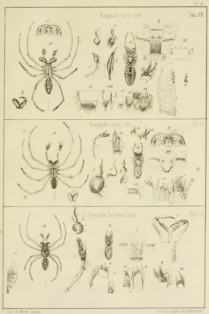 Pachygnatha listeri