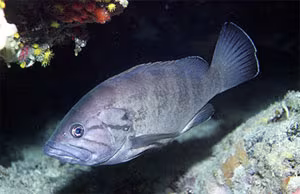 Cernia nera