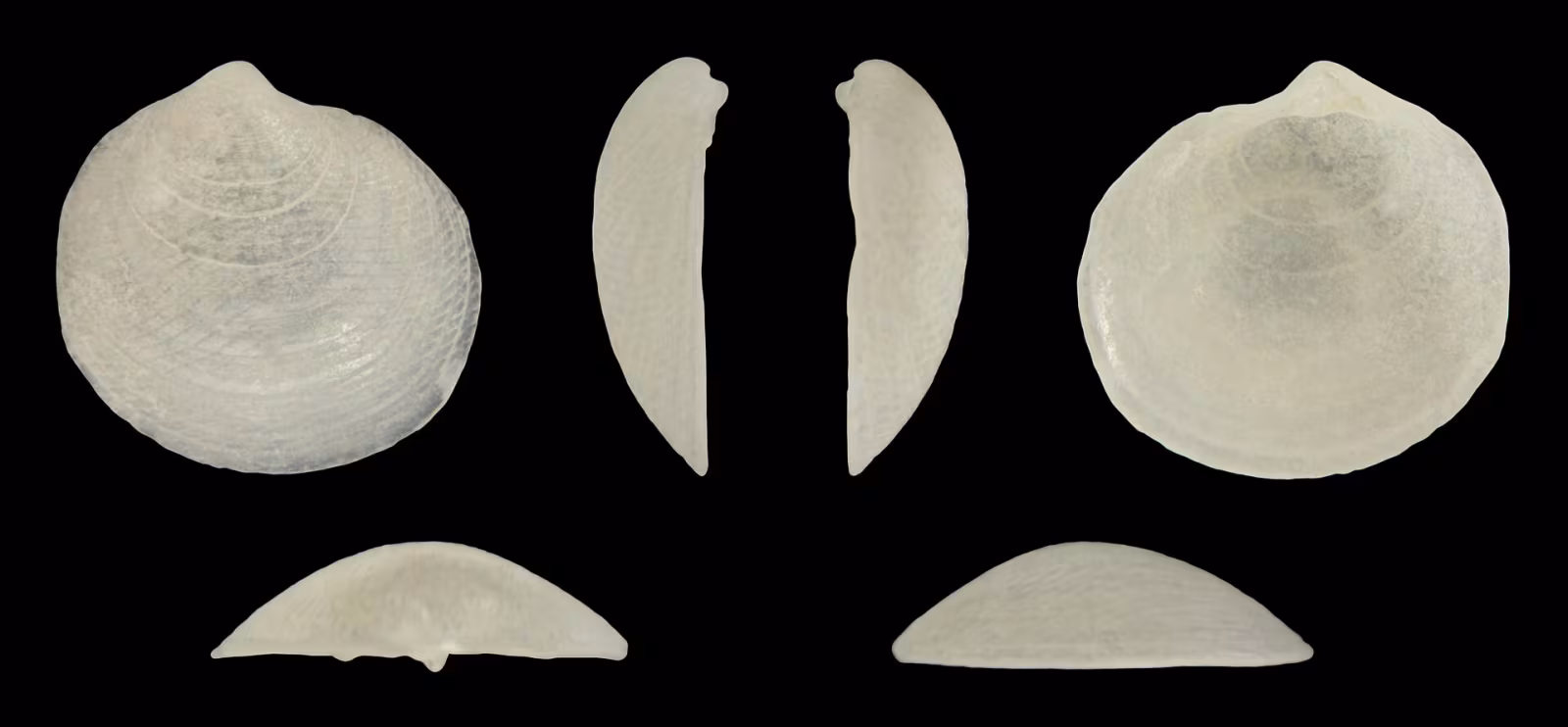 Lucina divaricata