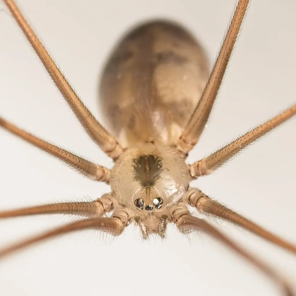 Long-bodied Cellar Spider