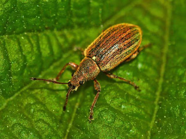 Phyllobius pyri
