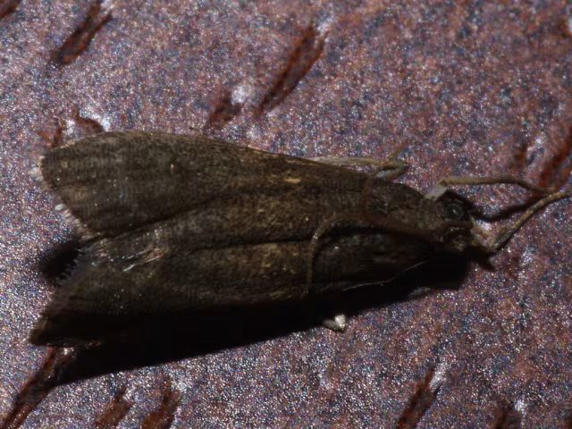 Eccopisa effractella
