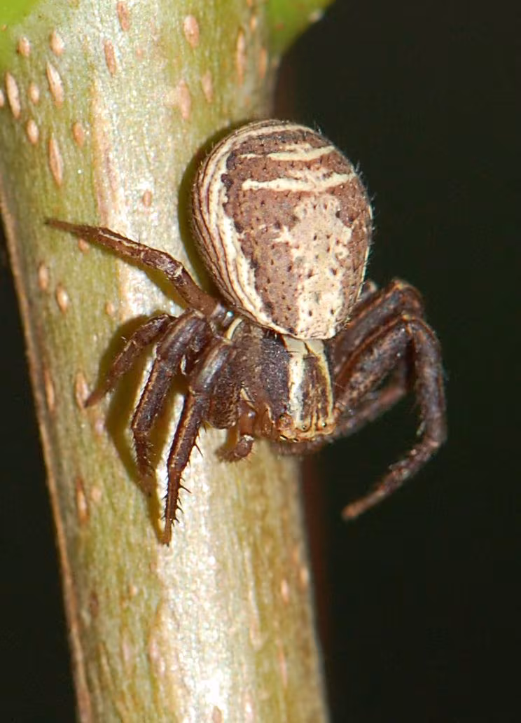 Swamp Crab Spider