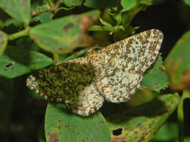 Heliomata glarearia