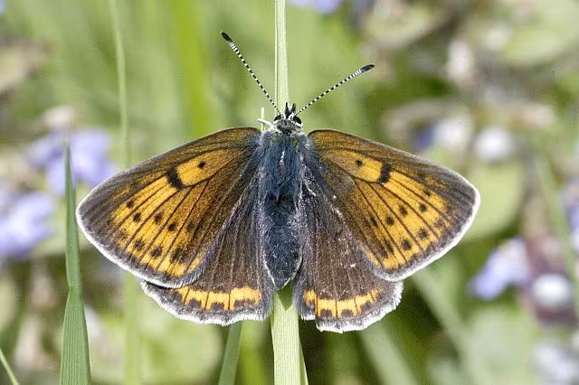 Lycaena hippothoe