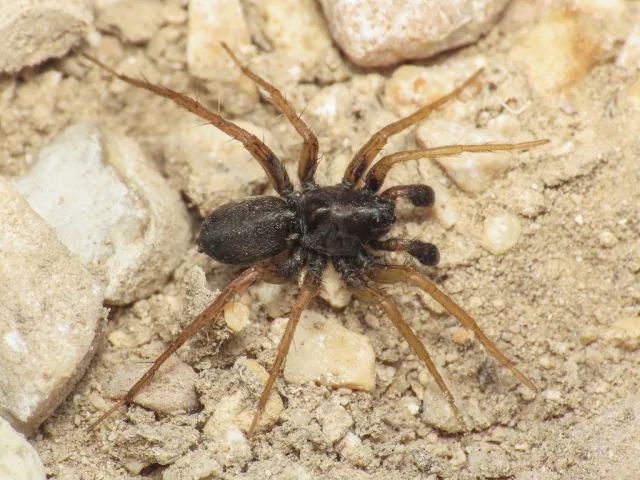 Pardosa mixta