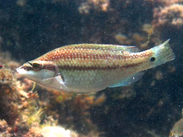 East Atlantic Peacock Wrasse