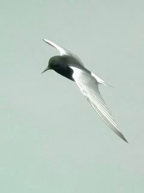 Mignattino alibianche