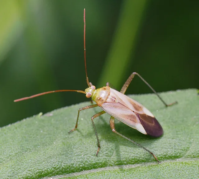 Cimice dell'erba medica