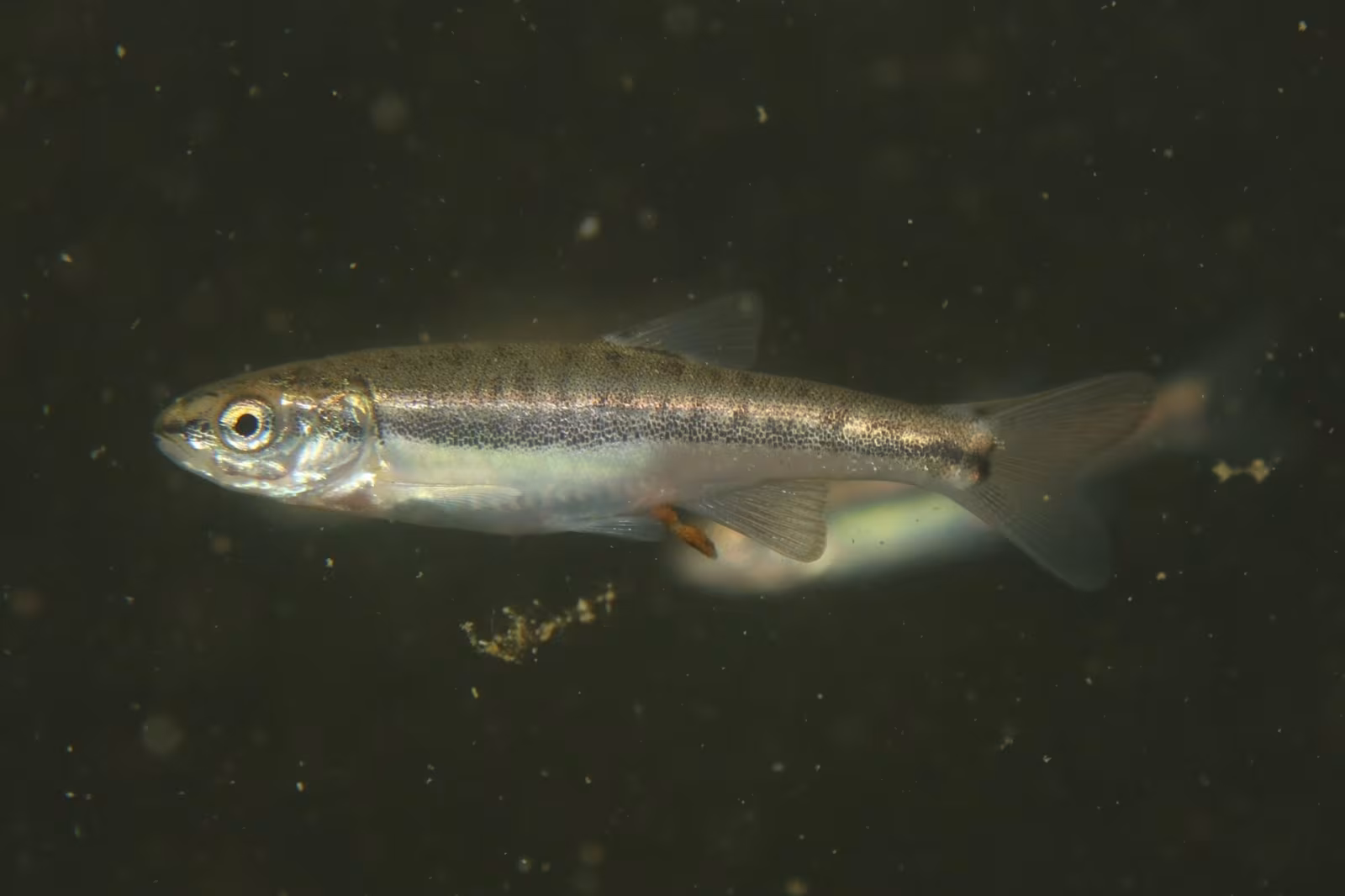 Languedoc minnow